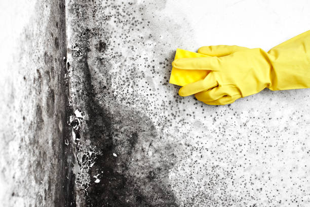 Best Post-Remediation Services in Linden, TN