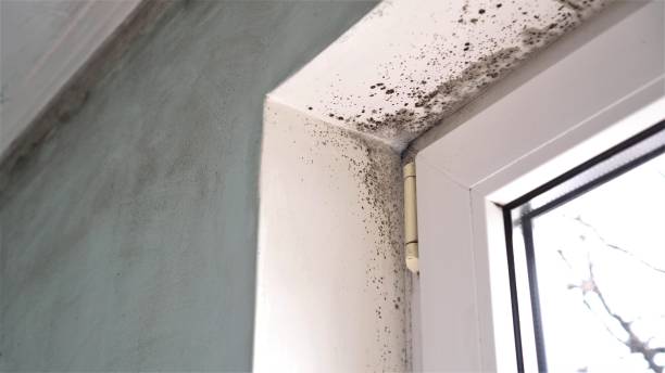 Best HVAC Mold Remediation in Linden, TN