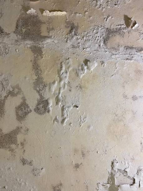 Best Mold Remediation for Schools in Linden, TN