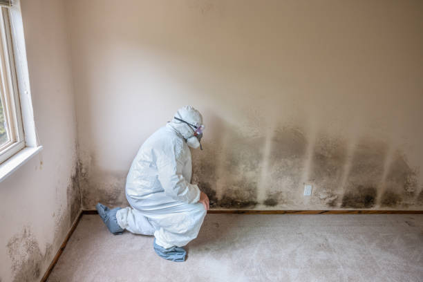 Best Post-Flood Mold Remediation in Linden, TN