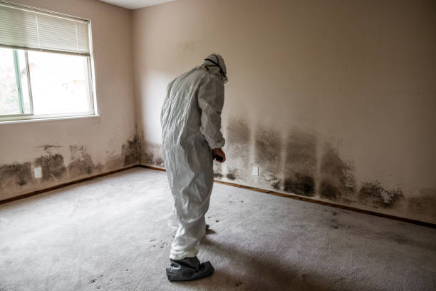 Best Commercial Mold Remediation in Linden, TN